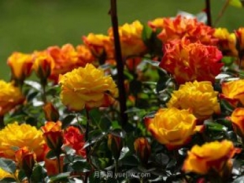安阳市滑县森林公园月季花开放，赏花打卡正当时