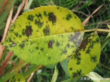 深秋天季节月季出现斑点的病害原因与防治