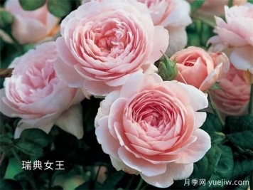 100种月季玫瑰品种图鉴大全，你认识有没有超过10个？