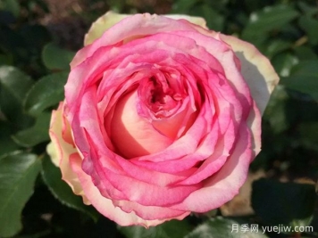 我的玫瑰月季/我的花