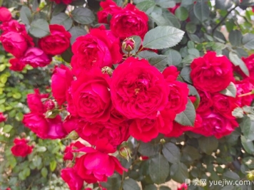 6款红色系的藤本月季品种，适合打造网红花墙