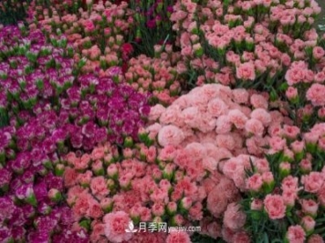 中国6大花市，全国花卉批发市场介绍