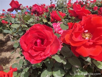 月季、玫瑰、蔷薇分别是什么？如何区别？