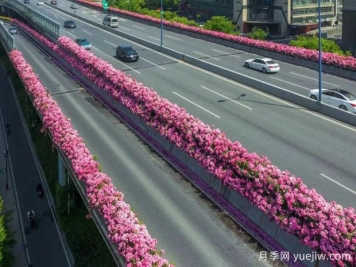 杭州高架月季初开，2024年又到走花路时间