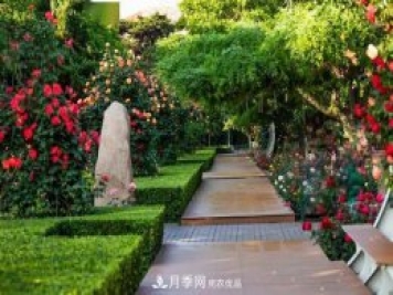 秦皇岛适合养月季花，市花和市树是什么