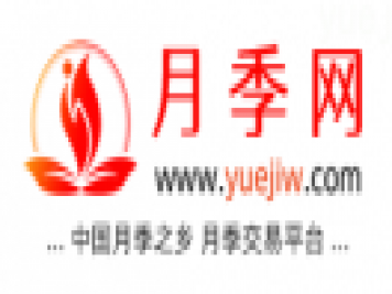 中国上海龙凤419，月季品种介绍和养护知识分享专业网站